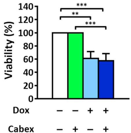 Cabbage exosome-mediated Doxorubicin anti-cancer efficacy.